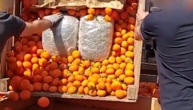 Torino - Droga tra le casse di arance, sequestrati 70 chili marijuana (24.05.22)