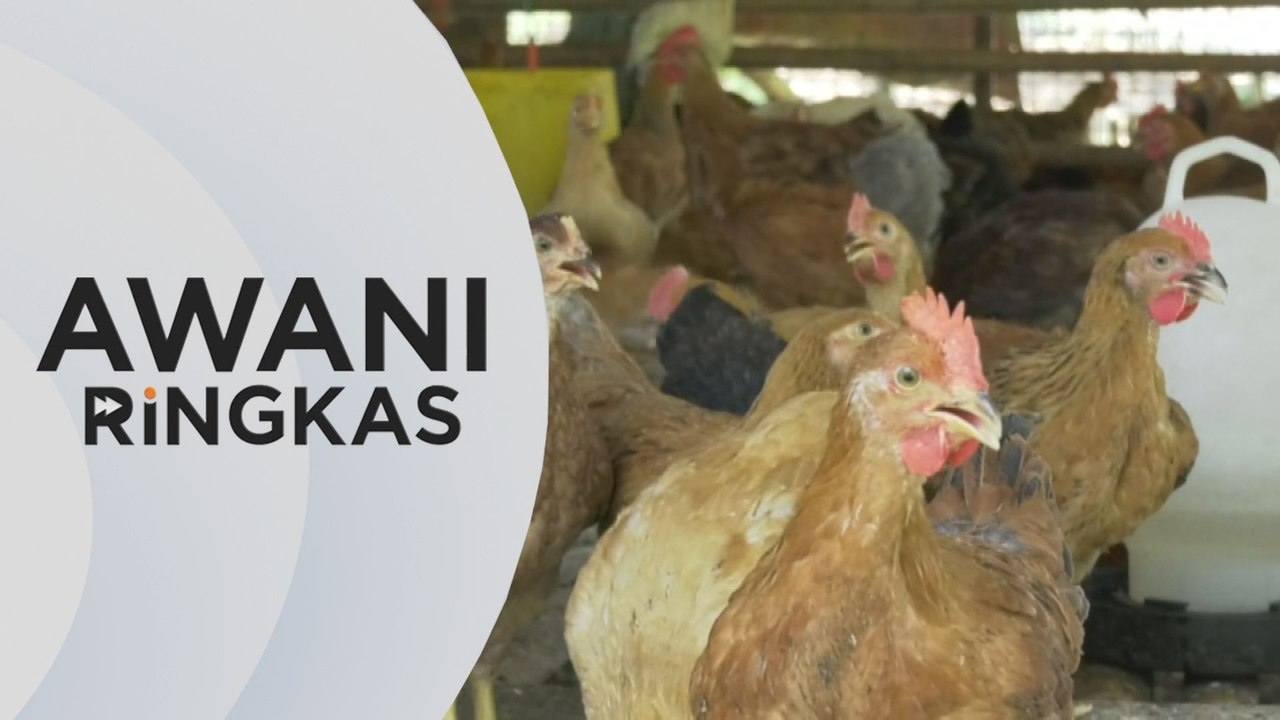 AWANI Ringkas: Industri Ayam | Siasatan MyCC di...