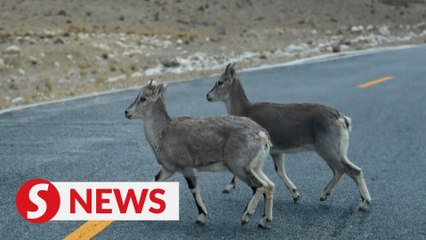 Expedition members give way to blue sheep on Mt Qomolangma