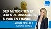 Des œufs de dinosaures à voir en France