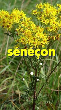 Des pantalons explosifs ?