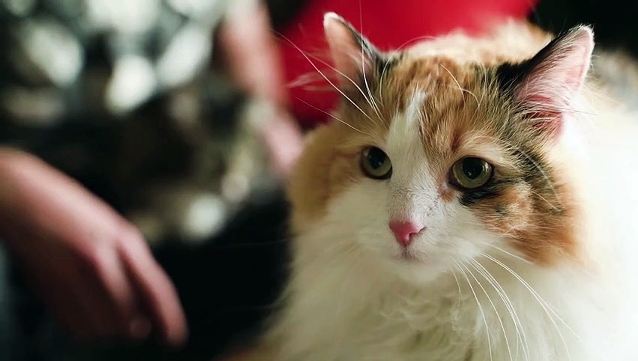 Happy Cats 001
