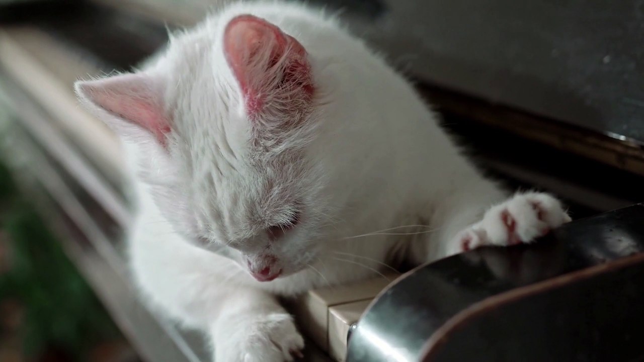 Happy Cats 002