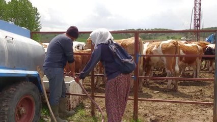 AFYONKARAHİSAR - Eski hükümlü devlet desteğiyle hayvancılık yapmaya başladı