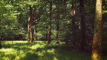Simple Cinematic || Relaxing Music for Studiying, Relaxtation and Inspirational || Hidding Place in The Forest - dailymotion