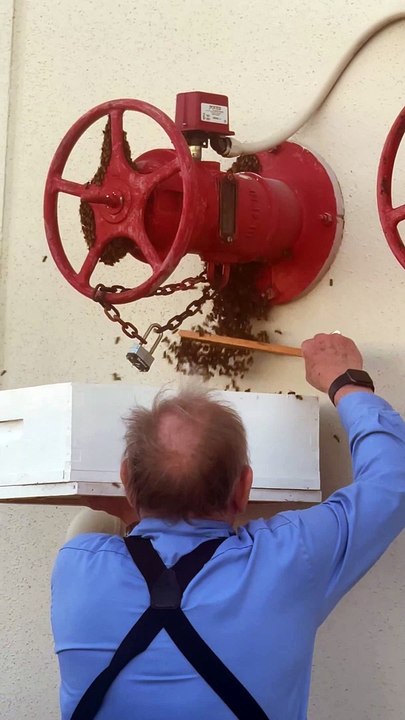 Beekeeper Easily Remove Bees