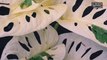 Tanaman hias variegata mutasi warna dan cara merawat tanaman hias variegata