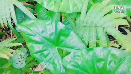 Mencari tanaman hias variegata di hutan