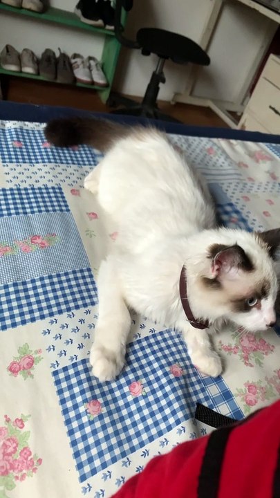 Dog's First Time Seeing a Cat