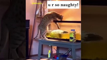 Best Funny Animal Videos 2022  - Funniest Dogs And Cats Videos  008