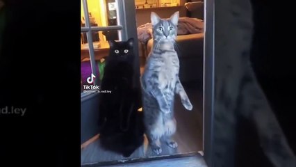 Best Funny Animal Videos 2022  - Funniest Dogs And Cats Videos  005