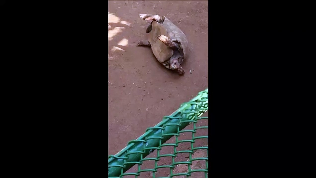 Un touriste aide une tortue retournée sur son dos... beau geste