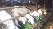 Kandang Kambing, Anak Kambing Gibas, Domba