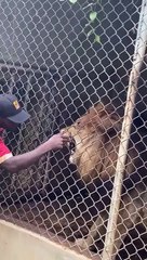 ¡Horror! León arranca dedo a cuidador de zoológico