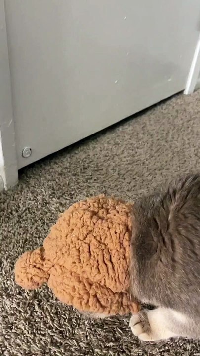 Miawwwww ♥️