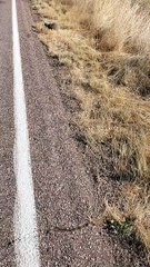 Guy Saves Cat with Can on its Head on the Side of the Road
