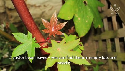 How to Make a Natural Insect Repellent to Protect Your Home