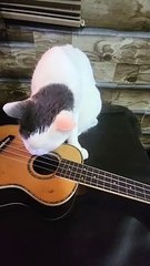 Ukulele Playing Cat