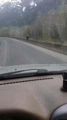Big Grizzly Bear Balances on Concrete Barricades