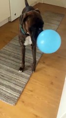 Doggo Plays Keep Away with Balloon