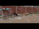 Reportagem flagra porco e acúmulo de lixo em frente a posto de saúde Sousa