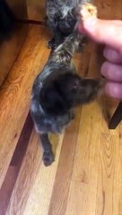 Un chien éduque son petit pour une friandise