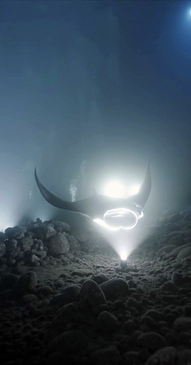 Night Diving with Manta Rays