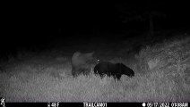 Black Bear Pulls Apart Archery Target