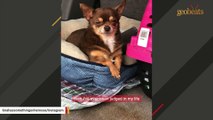 This woman adopted a judgmental chihuahua. And got what she deserved.