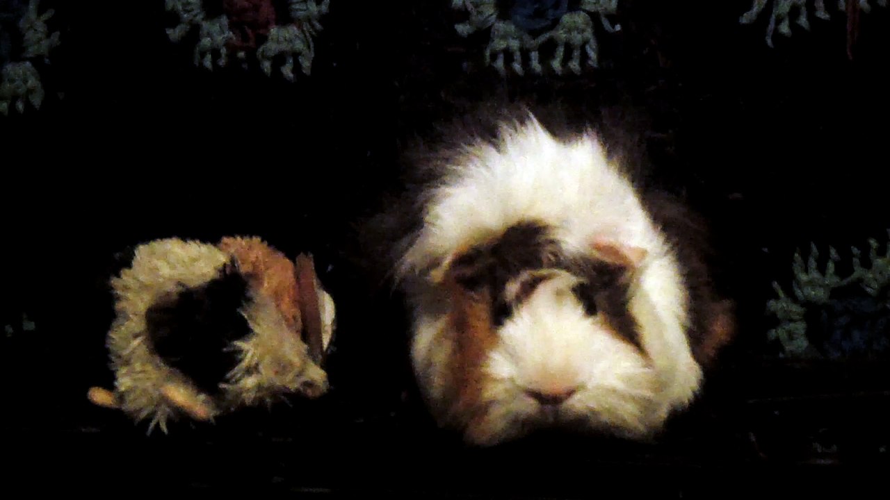 CAVIA PORCELLUS DAVID 102_8533