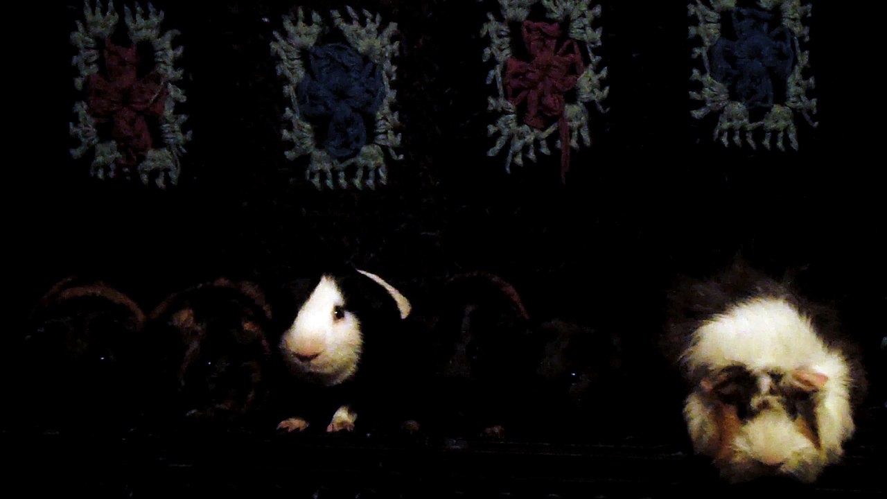 CAVIA PORCELLUS DAVID 102_8534
