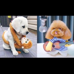 Funny Animal Videos Compilation 2022 - Funniest Cats And Dogs Videos