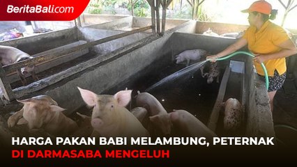 Harga Pakan Babi Melambung, Peternak di Darmasaba Mengeluh
