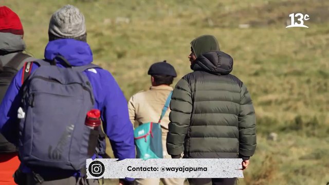 Avistamiento de Pumas a los alrededores del Parque Nacional Torres del Paine _ Sueños de Patagonia