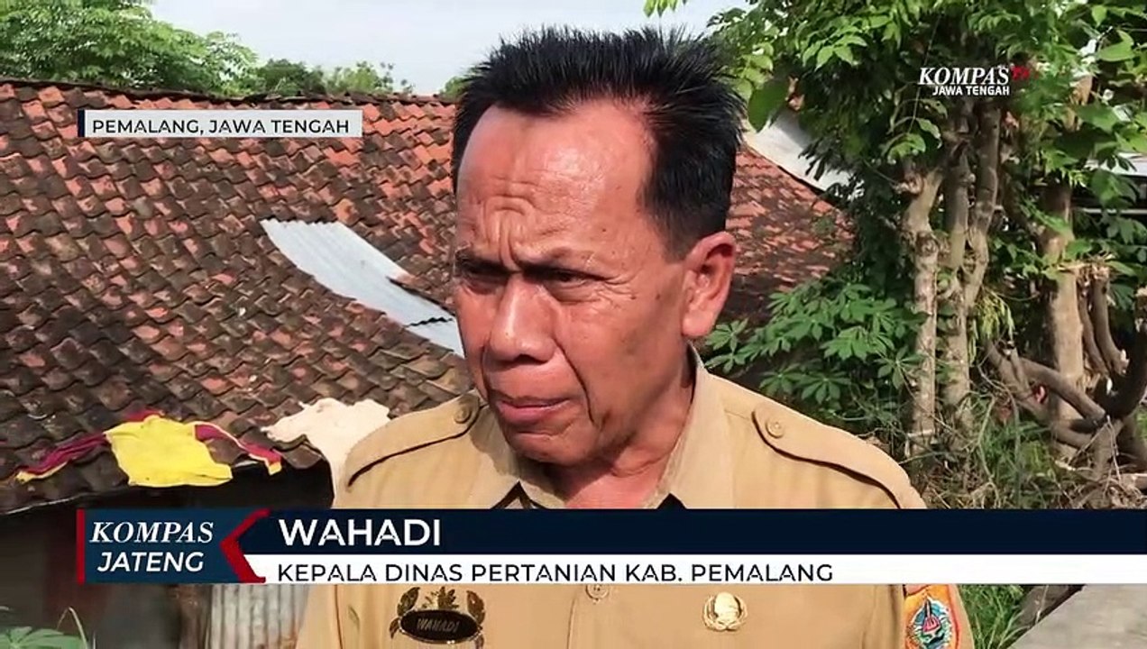 Ada 90 Suspect PMK, Penyuntikan Sapi Digencarkan