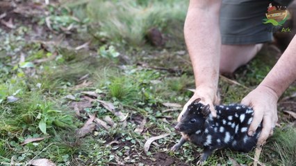 The largest release of eastern quolls into mainland Australia - Aussie Ark | May 25, 2022 | ACM