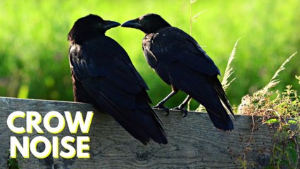 Crow Noises For Dogs And Cats | Crow Sounds Very Loud Video By Kingdom Of Awais