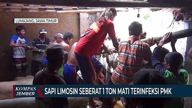 Akan Dijual Saat Idul Adha, Sapi Seberat 1 Ton Malah Mati Terinfeksi PMK