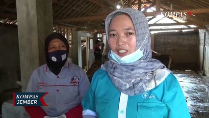 8 Ekor Sapi Tertular Virus PMK Kondisinya Terus Membaik, Ini Cara Pengobatannya