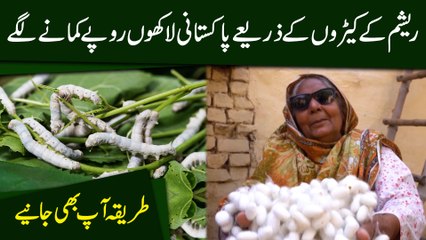 Resham k keerro k zariye Pakistani lakho ropay kamanay lagay, tareeqa aap b janiye