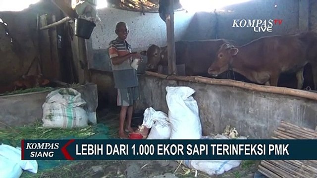 Sapi Terinfeksi Penyakit Mulut dan Kuku di Lumajang Jawa Timur Tembus 1000 lebih