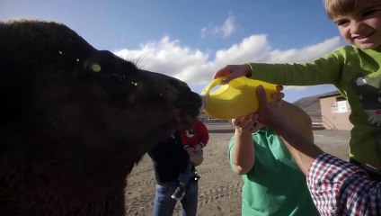 Leche de camella