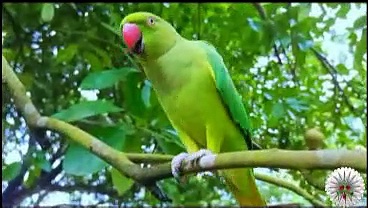 Loud Parrot Chirping – Natural Parrot Sounds – Parrot Calling Sounds