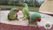 We Are Cute Parrots - Amazing Natural Parrot Sounds