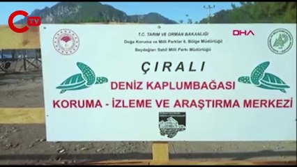 Caretta caretta yasağı 3 sahile gece girmenin cezası 109 bin TL