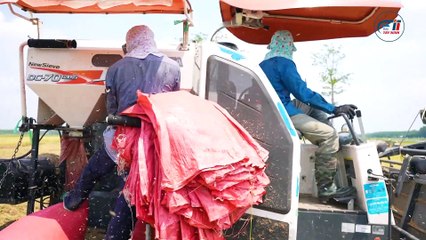 Nông dân Tây Ninh mê trồng lúa chất lượng cao