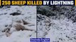 Kashmir: 250 sheeps die after being hit by lighting, Watch| Oneindia News