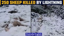 Kashmir: 250 sheeps die after being hit by lighting, Watch| Oneindia News