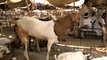 Goats for sale on occasion of Bakra Eid at Old Delhi