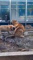 Un chien tient tête à un lion et un tigre